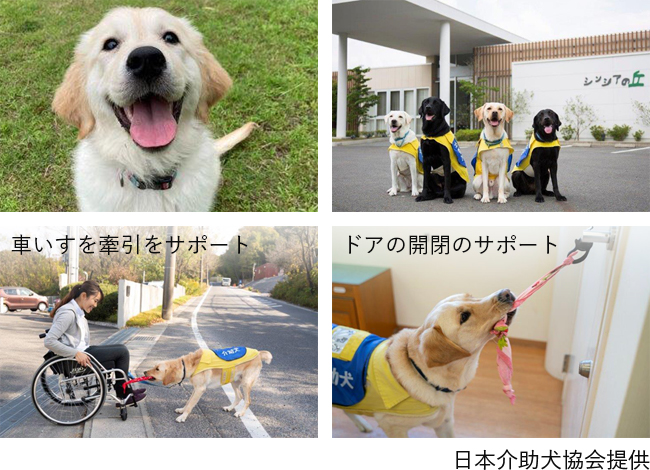 日本介助犬協会提供